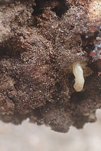 Diphucrania notulata, PL4088, larva, in Daviesia ulicifolia ssp. incarnata, (PJL 3282) rootstock at 3 cm below ground, MU, 15.0 × 2.4 mm